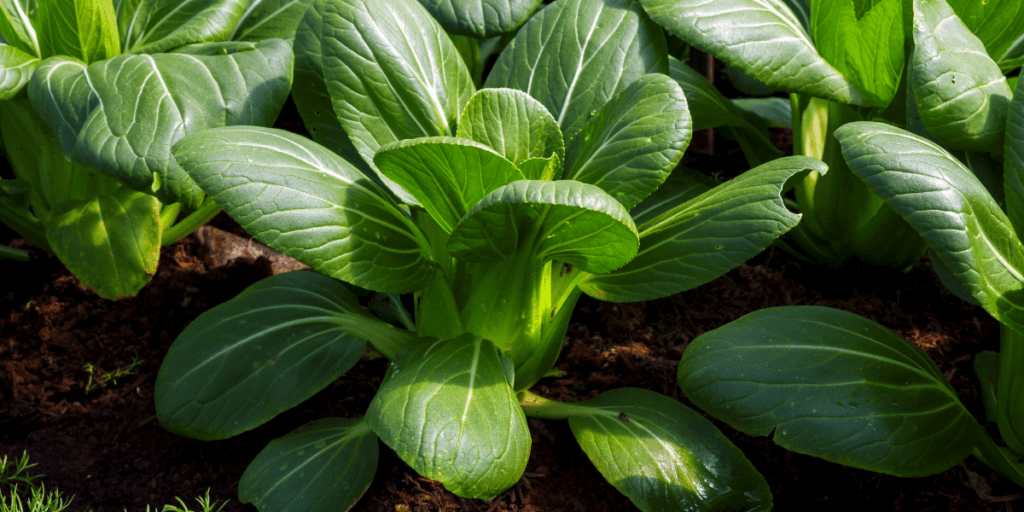 Hardy greens like pok choi thrive with vibrant, healthy foliage in the garden soil.