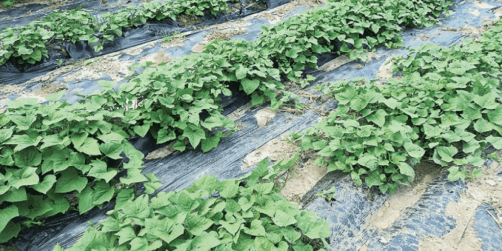 Rows of green plants thrive year-round in soil covered with black plastic mulch.