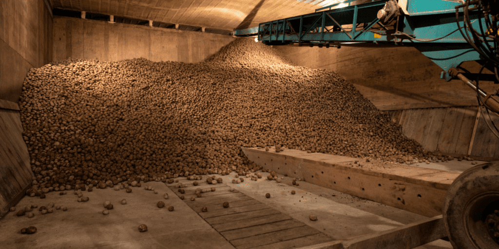 Large pile of potatoes stored in a warehouse for year-round food storage with machinery overhead.
