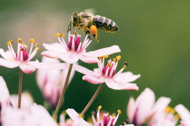 A bee hovers over light pink flowers—perfect for pollinator education in a school garden.