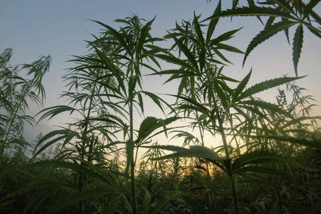 Hempcrete cannabis plants silhouetted against a sunset sky.