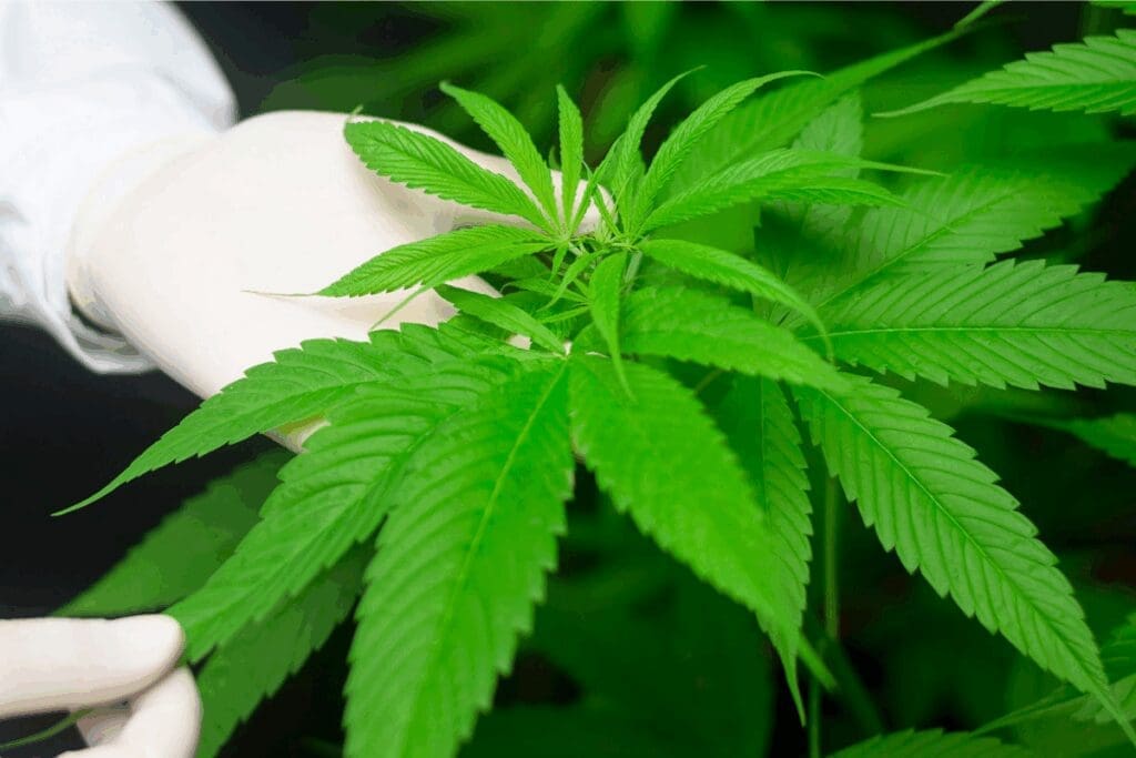 Gloved hand holding bright green cannabis leaves, highlighting benefits for construction projects.