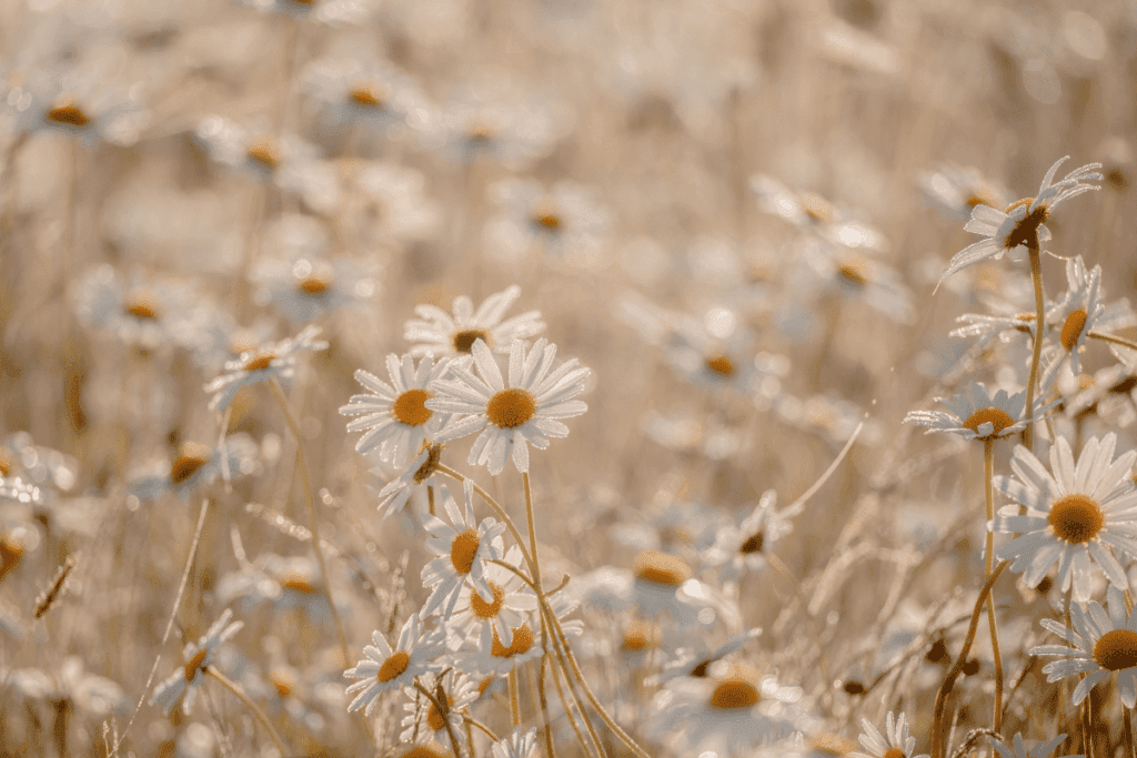 White daisies with yellow centers bloom in a sunlit, habitable grassy field.