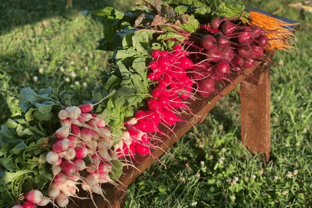 Freshly harvested radishes and carrots on a sunlit wooden bench.