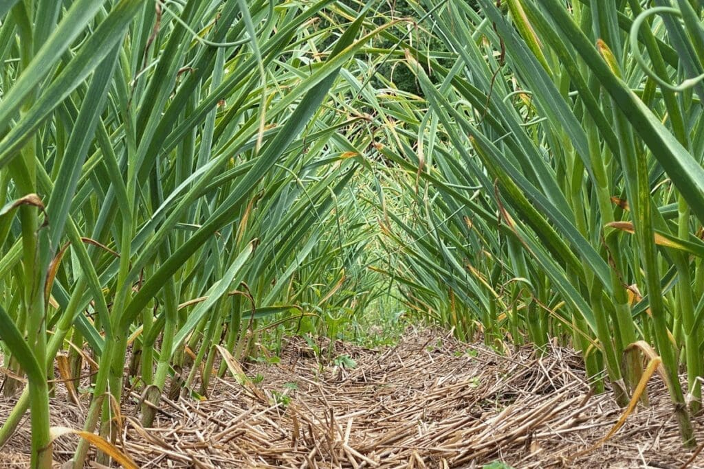 Low angle view of tall green plants over straw-covered ground.