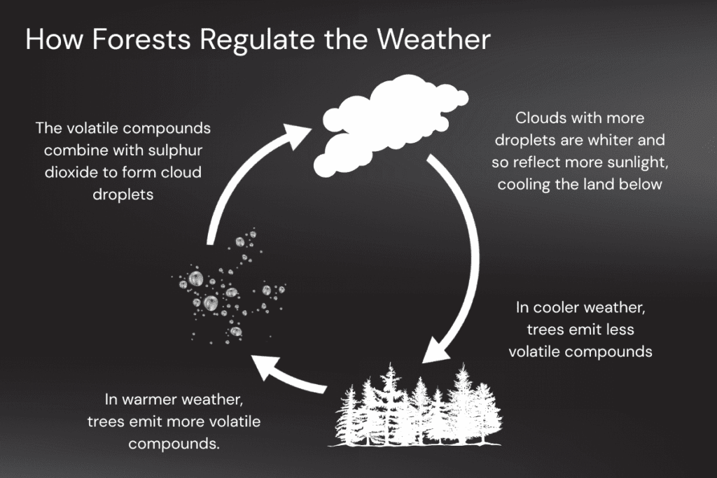 Diagram showing how forests influence Earth habitability and regulate weather conditions.