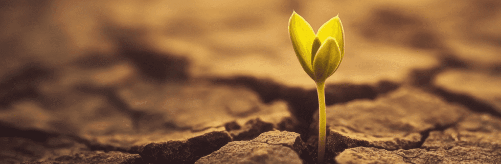 A green seedling sprouts from cracked soil—hope in an imperfect, warming world.