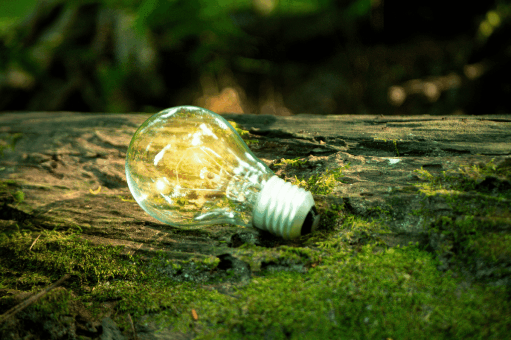 A glowing light bulb rests on a mossy log, symbolizing hope in a warming world forest.