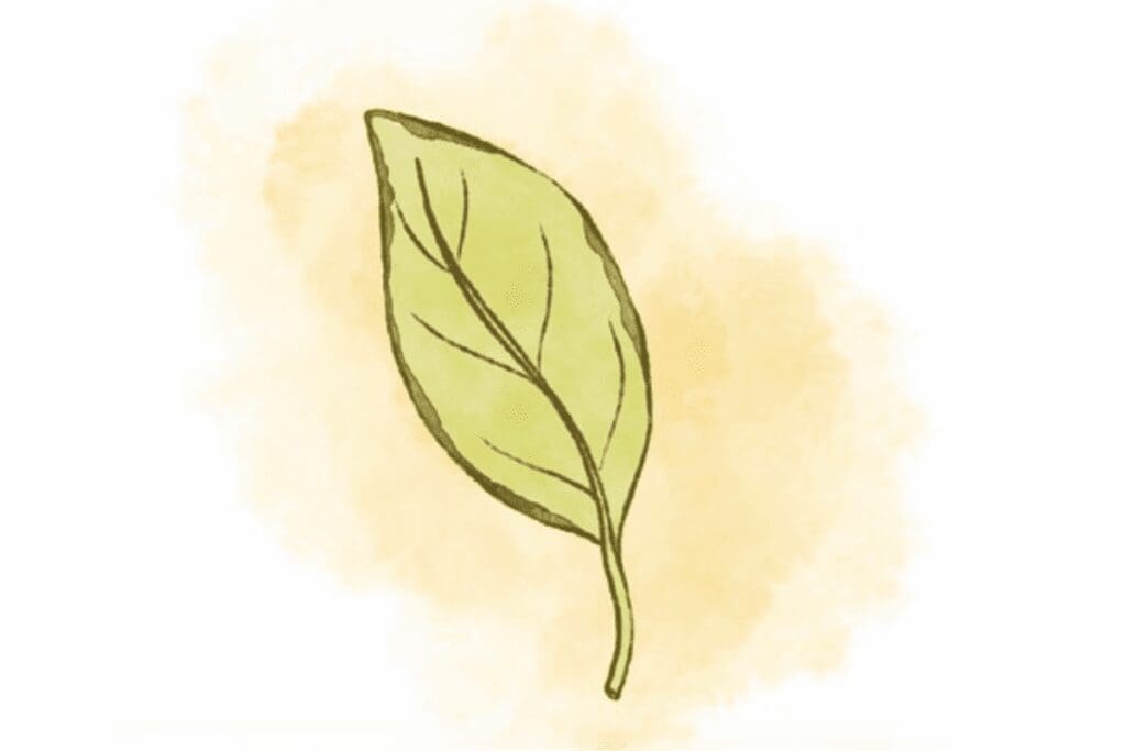 A simple drawing of a green leaf, perfect for plant care guides, on a light watercolor background.