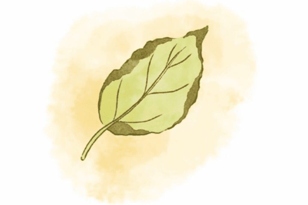 Illustration of a green leaf—perfect for plant care tips or fixing tired plants.