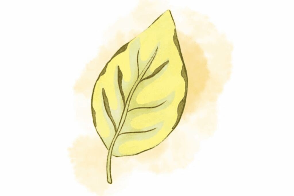A simple drawing of a yellow leaf with green veins, highlighting plant health.