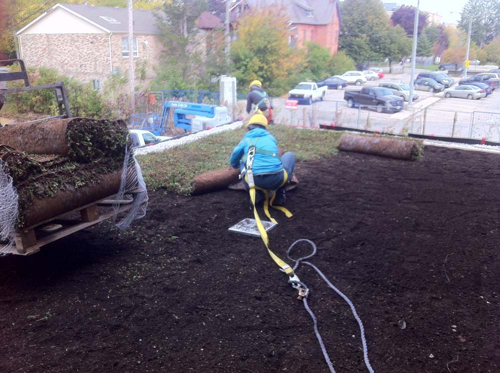 Two workers in safety harnesses unrolling sod, showcasing the benefits of green roofs.