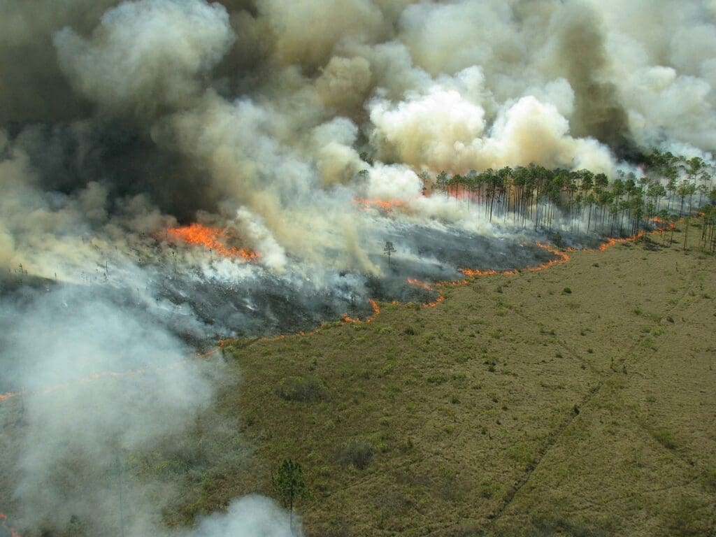 A wildfire burns through a forest, highlighting the need for wildfire prevention efforts.