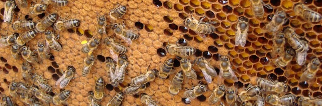 Close-up of many bees on a bee-friendly honeycomb with hexagonal cells.
